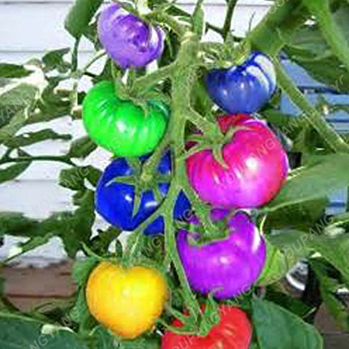 Herencia de tomate de árbol gigante 200 Delicious Seeds nutritivo frutos comestibles multicolores