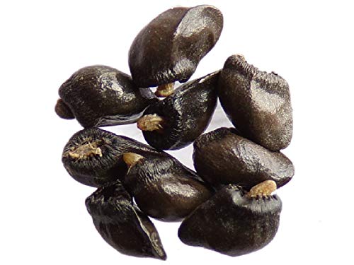 La Lettre S Shop: semillas de consuelda (Symphytum Officinale), 30 granos, abono ecológico
