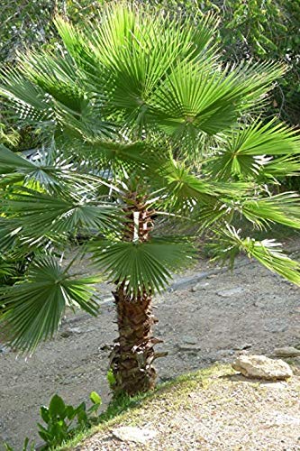 Palma Washingtonia robusta "Palma Méxica" en maceta 18-50/80 cm