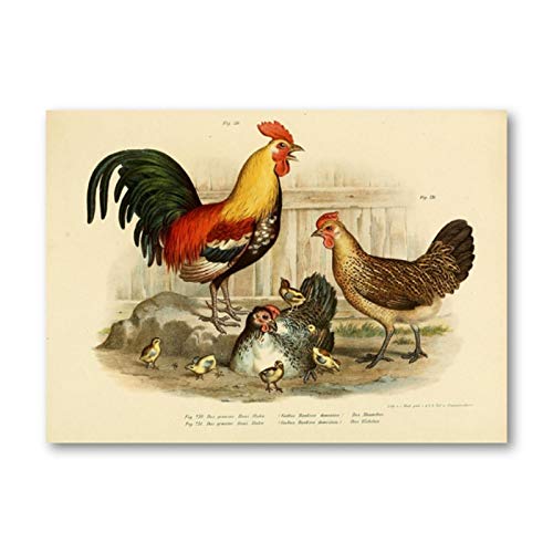 SDGW Gallus Bankiva Red Junglefowl Java Javanian Chicken Prints Aves Ilustración Lienzo Póster Arte De La Pared Pintura Decoración-60X80Cm Sin Marco
