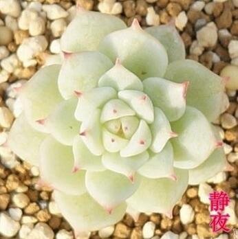 SwansGreen R : 30pcs! Rare Lithops Pseudotruncatella seeds easy to grow Succulent flowers for home & garden Potted plants Decoration R