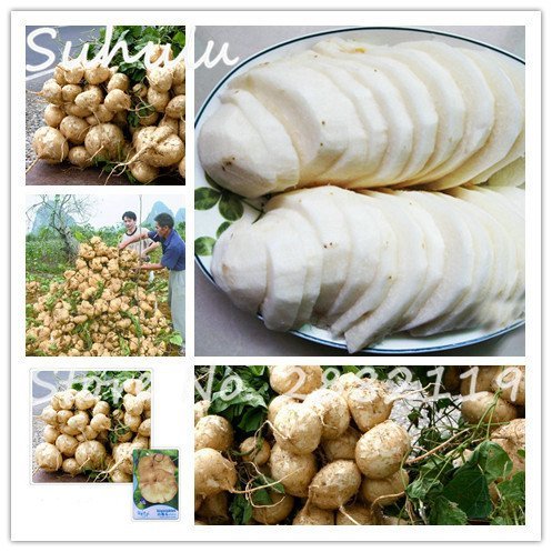 SwansGreen Yam Bean Seeds 30pcs/bag Nutrient-rich Very Delicious Sweet Fruit And Vegetable Plants Sweet Potato Seeds Easy To Grow