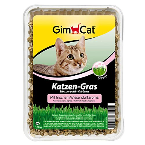 GimCat hierba para gatos con aroma a pradera - Hierba para gatos de plantación controlada - De rápido cultivo en 5-8 días - 1 bandeja (1 x 150 g)