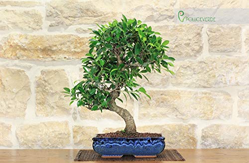 Retusa Ficus bonsai tree (110)