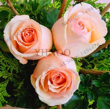 Bloom Green Co. ¡Venta!100 unids/bolsa rosal, flores color de rosa, plantas de flor de árbol bonsái, planta de árbol de rosa Balcón y amp; Patio en maceta para el jardín de su casa, OH0C0X: Deep Blue