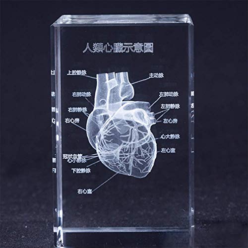 Cuerpo Humano 3D Corazón Órgano Anatómico Modelo Figura Tridimensional Cristal Grabado Artesanía Médica Adornos