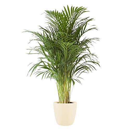 Planta de interior de Botanicly – Palma Areca en maceta crema como un conjunto – Altura: 120 cm – Areca dypsis lutescens