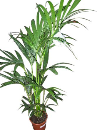 Planta de interior - Planta para la casa o la oficina - Howea forsteriana Palmera Kentia - Palma del paraíso - 1,8 metros
