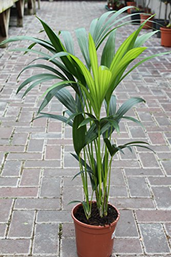 Planta de interior - Planta para la casa o la oficina - Howea forsteriana Palmera Kentia - Palma del paraíso - 95 cm de alto.