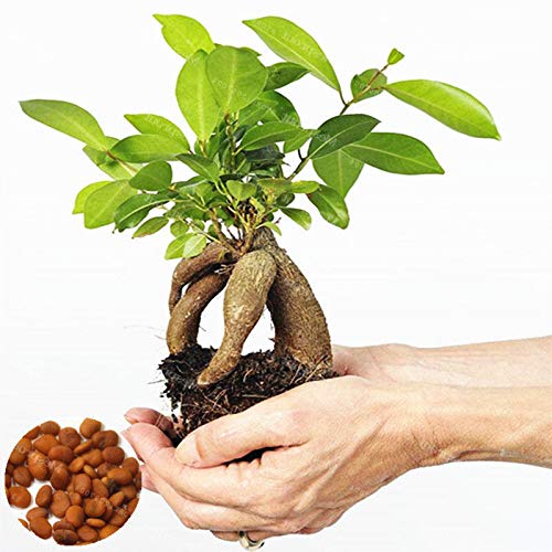 Portal Cool Banyan Exotic Tree Semillas de Ã¡rboles perennes Bonsai Ficus Microcarpa 20Pc Semillas