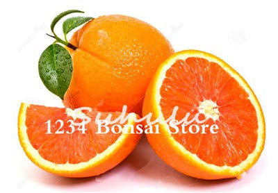 Bloom Green Co. 100 Unids Bonsai Naranja En Maceta Comestibles Mandarina Fruta cÃ­Trica Enano Ãrbol de Naranja Planta de Interior para Plantas de Jardã­n en casa Fã¡Cil de Cultivar: 9