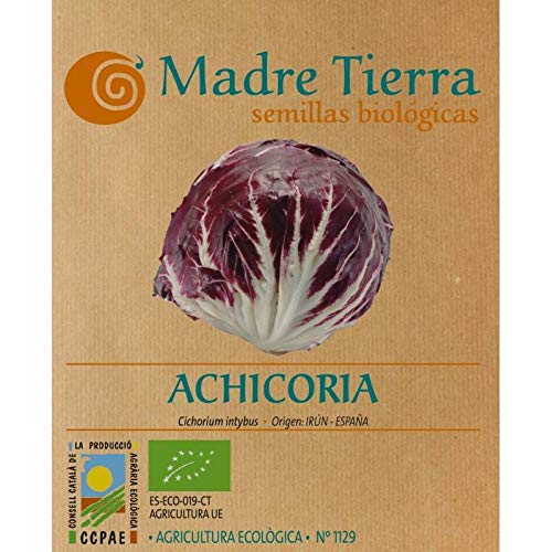 Madre Tierra - Semillas Ecologicas de Achicoria -(Cichorium Intybus) Origen Irún- España - Semillas Especiales - 1.5 gramos