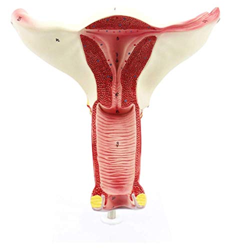 Modelo Femenina Humana Útero Ovario-Modelo-Humano para la Reproducción Del Sistema con el Soporte-Ginecología y Obstetricia la Enseñanza