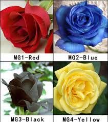 Portal Cool 1 Paquete de 4 Colores 80 Semillas Semillas Color de Rosa Rojo Amarillo Azul Negro Rose para su Amante