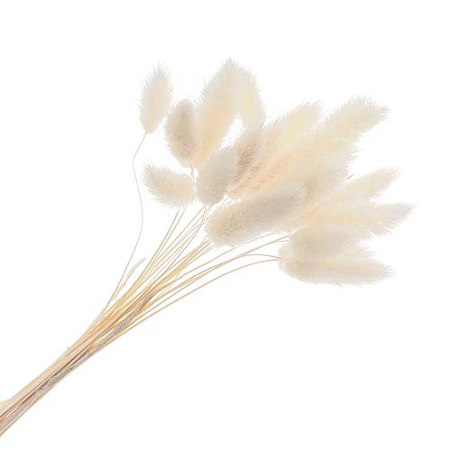 rooteroy 20 tallos artificiales coloridos de uraria Picta de material natural para plantas, colas de conejo, flores secas, ramos de Lagurus Ovatus (blanco)