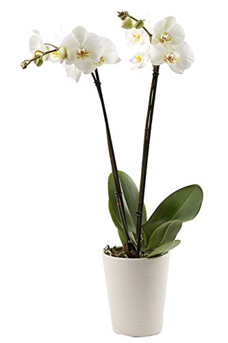 Florclick-Planta Orquídea Phalaenopsis blanca natural lista para regalar, envío GRATIS