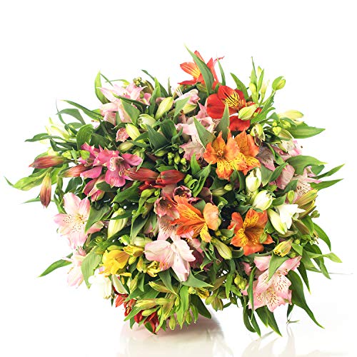 Ramo de Flores ALSTROEMERIAS Variadas | ENTREGA EN 24 HORAS GRATIS | Flores Frescas Naturales y Recién Cortadas a domicilio