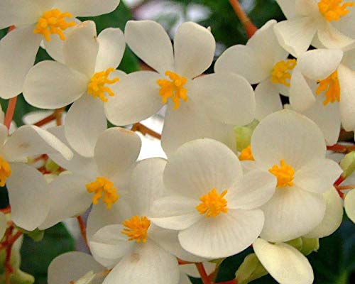 Las Semillas de germinación: Paquete de más de 100 Semillas: Rare difíciles de Encontrar exótica VAR Begonia cucullata. arenosicola - Flores Blancas