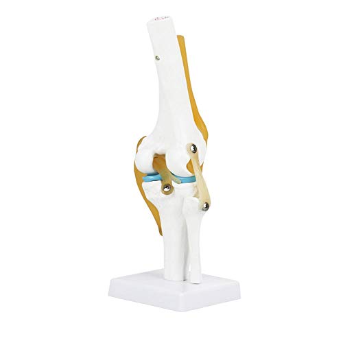 Modelo de articulación de rodilla anatómicamente correcto funcional científico humano de tamaño natural para el estudio de la anatomía del esqueleto Enseñar con modelo de ligamento que se puede