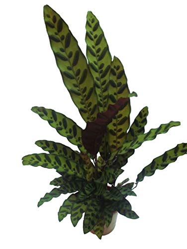 Calathea lancifolia - Planta de interior en maceta de 14 cm