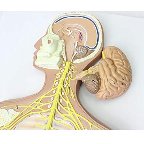 JL Anatómico Humano Modelo 1/2 Tamaño Natural Humano Sistema Nervioso Modelo Muestra La Estructura del Cerebro Central, Médula Espinal, Y Nervios Espinales Periféricos, Modelos