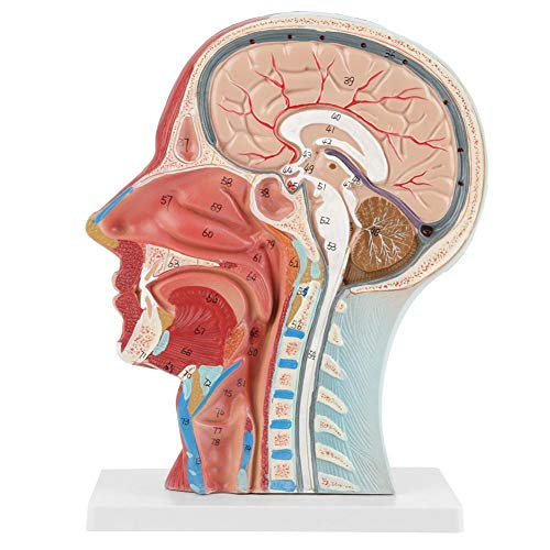 Modelo de media cabeza anatómica médica de tamaño natural Educación científica Cabeza humana Cuello cerebral Sección mediana Modelo de estudio con estructura interna vascular muscular