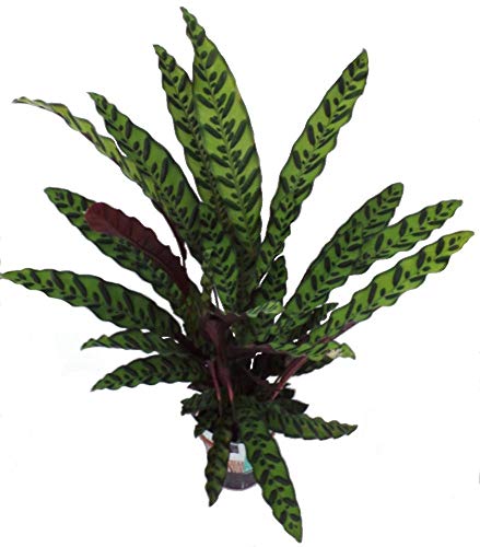 Planta de cascabel Calathea lancifolia en maceta de 17 cm
