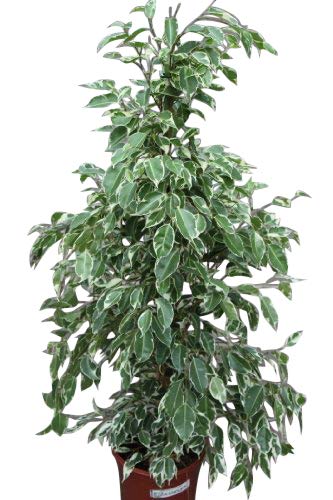 Planta de interior - Planta para la casa o la oficina - Ficus benjamina Variegata - 80 cm de alto - AHORA CON DESCUENTO