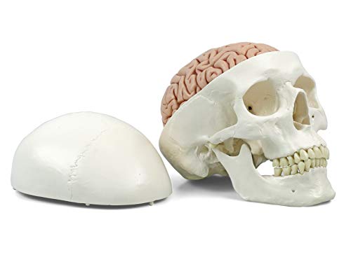 3B Scientific A20/9 Cráneo Clásico con Cerebro, 8 Piezas - 3B Smart Anatomy