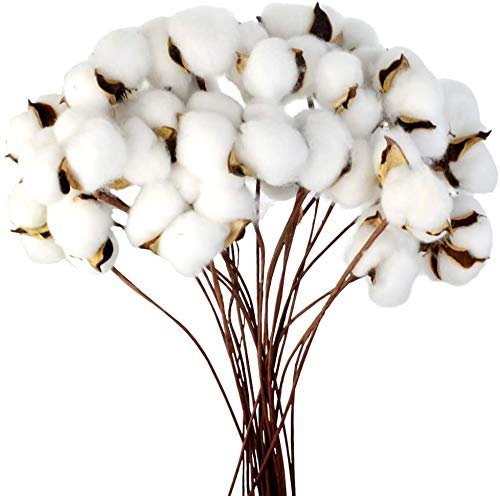 Ruiuzioong - Llenador de flores artificiales de algodón seco natural para decoración del hogar (20 unidades)