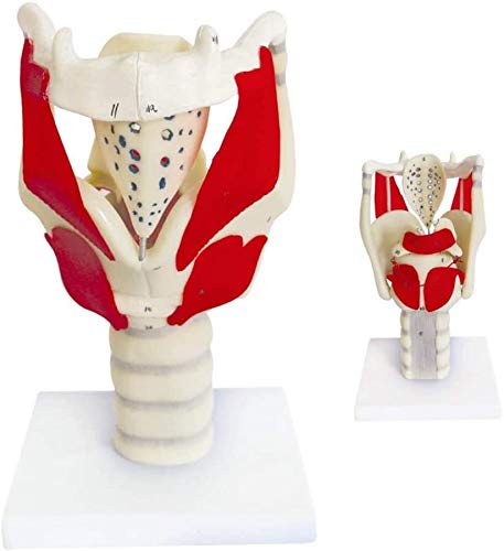 Modelo funcional Cuello, laringe 3 veces Tamaño de la vida 30 x 15 x 14 cm