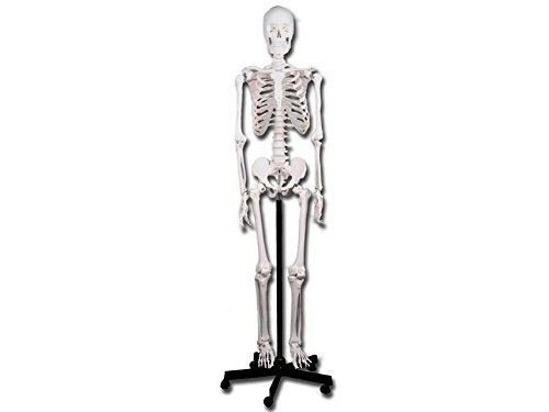 GIMA ref 40119 Modelo de esqueleto humano, linea Value, tamaño natural, 180 cm, 10kg, articulaciones móviles, extremidades superiores e inferiores removibles, partes desmontables, con ruedas