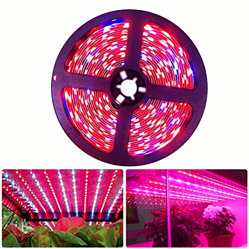 Tesfish LED planta crecer tira luz DC 12V IP20 espectro completo SMD 5050 rojo azul 4:1 cuerda luz para acuario Invernadero plantas
