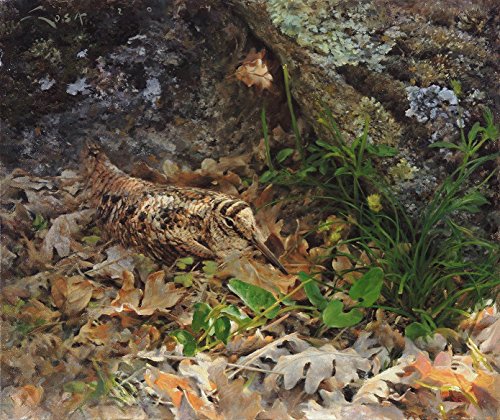 Becadas Lámina sobre lienzo "Becada entre hojarasca" Chocha Perdiz (Scolopax rusticola) 37 x 31 cms. Cuadros de animales, aves, pájaros