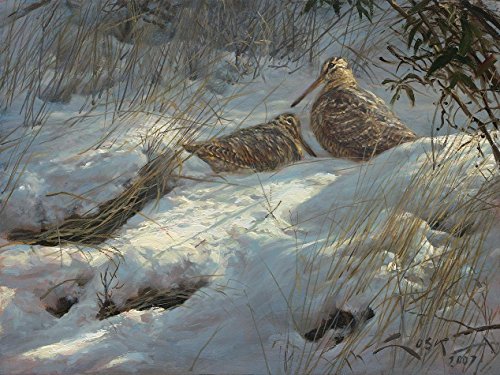Becadas Lámina sobre lienzo.Chocha Perdiz (Scolopax rusticola) 35 x 26 cms. Cuadros de animales, aves, pájaros