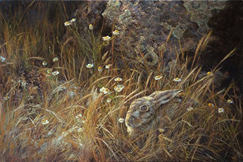 Cuadro de Liebre - Lámina sobre lienzo. "Liebre entre hierbas" 50 x 33 cms. Cuadros de liebres, aves, pájaros