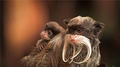 YHKTYV Dos Monos capuchinos Rompecabezas de 500 Piezas Brain Challenge DIY Gift Fun Game Decoración del hogar Ideal para Relax Entertainment