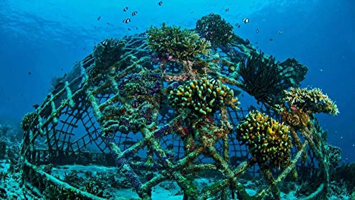 CZYSKY Arrecife De Coral Artificial con Coral Que Crece En Las Islas Gili, Indonesia, Rompecabezas 35 Piezas Puzzle, Juguetes Educativos para Niños Adultos, Regalos Personalizados