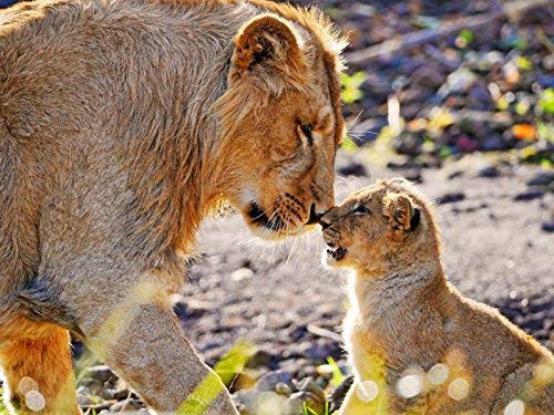 YYone 500 Piece Wooden Jigsaw Puzzle Cub Lion Care Attention Affection Predator Large Puzzle Game for Adults and Teenagers