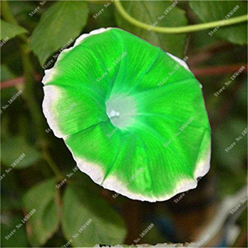 SwansGreen 11 : Rare Colorful Morning Glory Seed Giant Petunia Seed Wedding Decoration Flowerpots Flower Street Creeping Herb Plant 30 Pcs 11