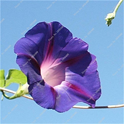 SwansGreen 2 : Rare Colorful Morning Glory Seed Giant Petunia Seed Wedding Decoration Flowerpots Flower Street Creeping Herb Plant 30 Pcs 2