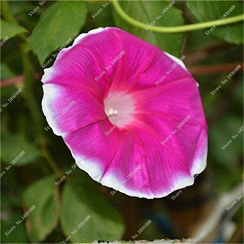 SwansGreen 7 : Rare Colorful Morning Glory Seed Giant Petunia Seed Wedding Decoration Flowerpots Flower Street Creeping Herb Plant 30 Pcs 7