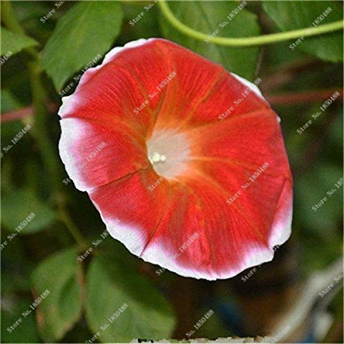 SwansGreen 8 : Rare Colorful Morning Glory Seed Giant Petunia Seed Wedding Decoration Flowerpots Flower Street Creeping Herb Plant 30 Pcs 8