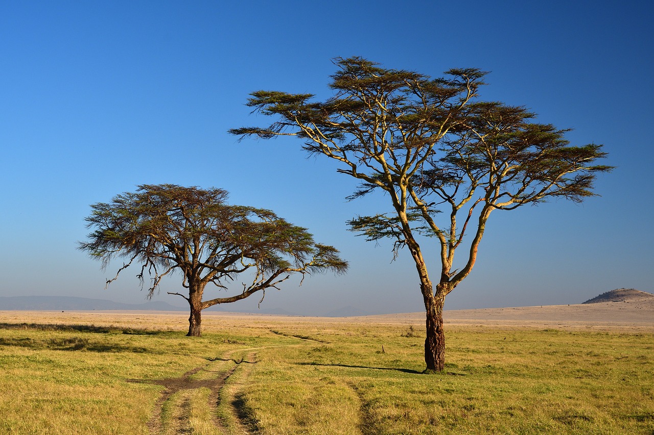 ¿Qué pasa cuando falla el árbol de levas?