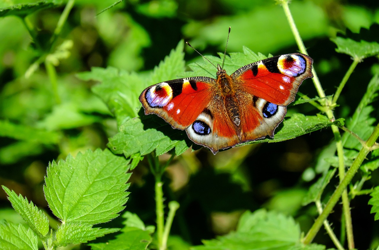 ¿Qué pasa si falla la mariposa?
