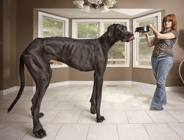 perro grande en casa 