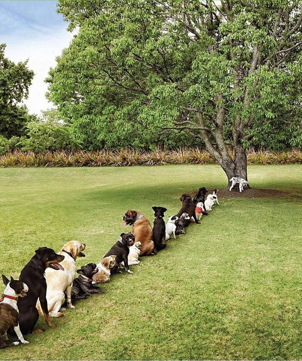 perros graciosos en cola