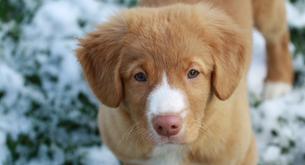 Cachorros o el regalo más importante que puedes hacer