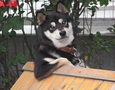 Por qué tener una mascota Por qué tener una mascota