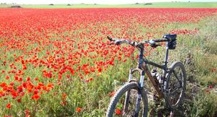 Bicicleta y primavera, binomio perfecto